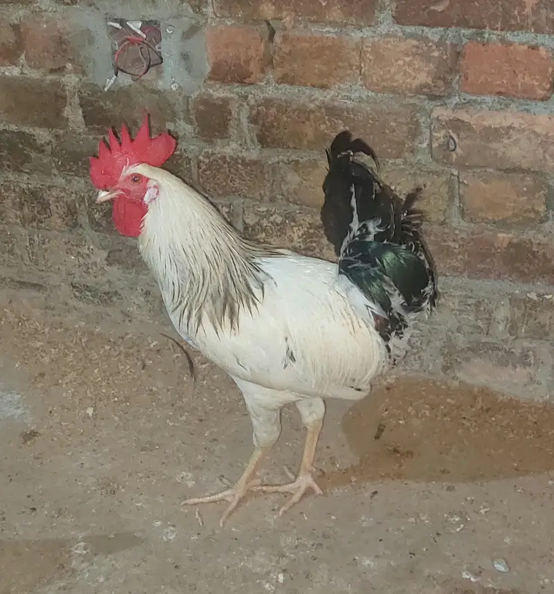 2 Desi Murghay, 1 Aseel Murga, 3 Australorp Pat Murghay — photo 5