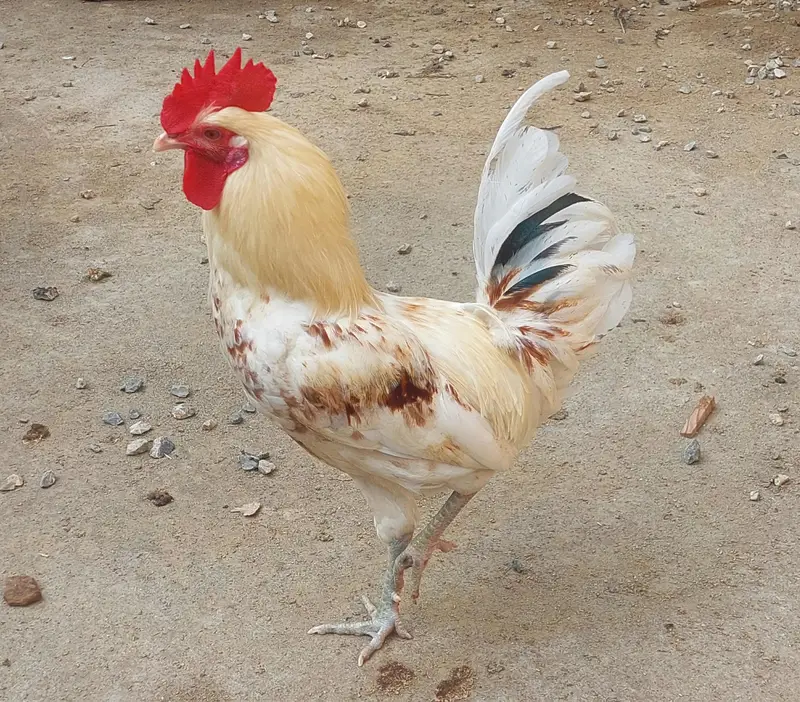 2 Desi Murghay, 1 Aseel Murga, 3 Australorp Pat Murghay — photo 6