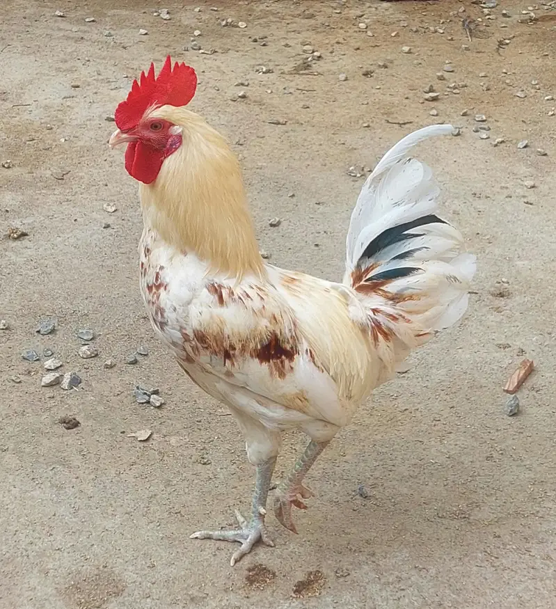 2 Desi Murghay, 1 Aseel Murga, 3 Australorp Pat Murghay — photo 7
