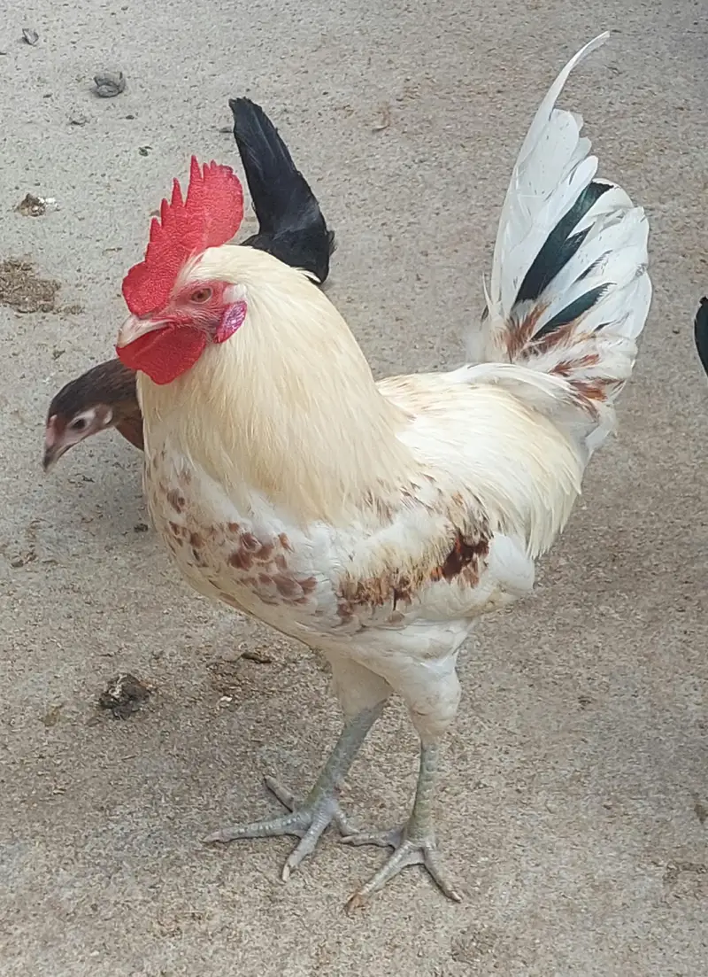 2 Desi Murghay, 1 Aseel Murga, 3 Australorp Pat Murghay — photo 8