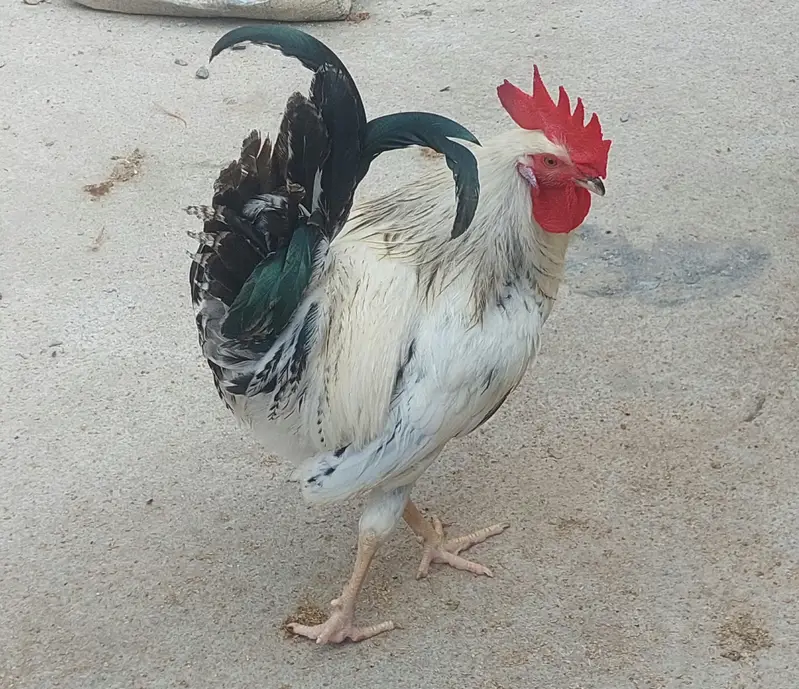 2 Desi Murghay, 1 Aseel Murga, 3 Australorp Pat Murghay — photo 9