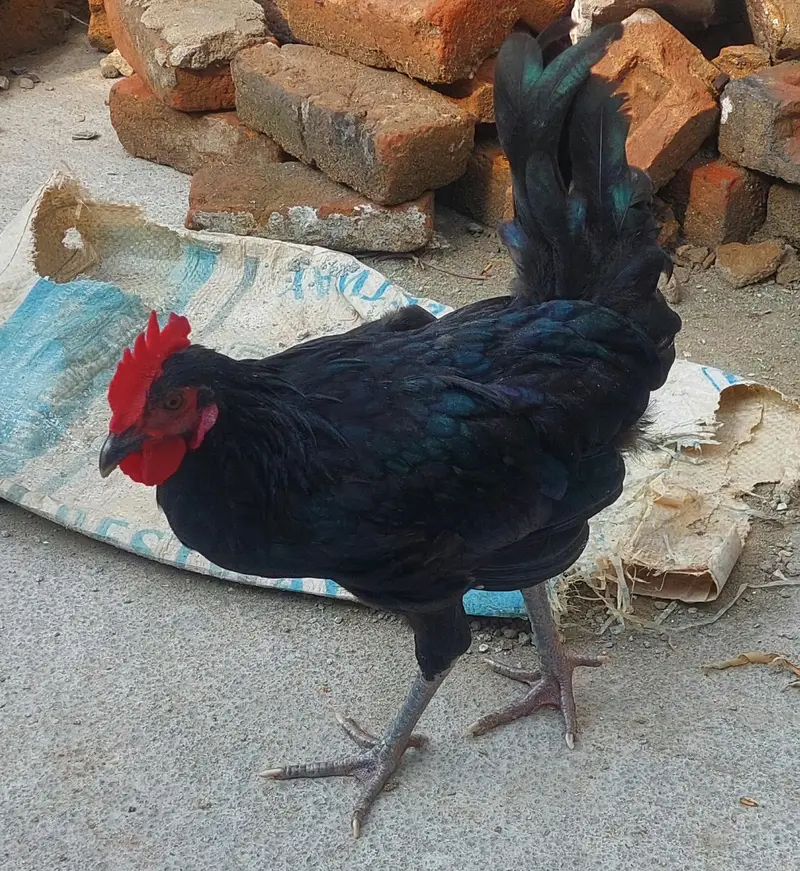 2 Desi Murghay, 1 Aseel Murga, 3 Australorp Pat Murghay — photo 10