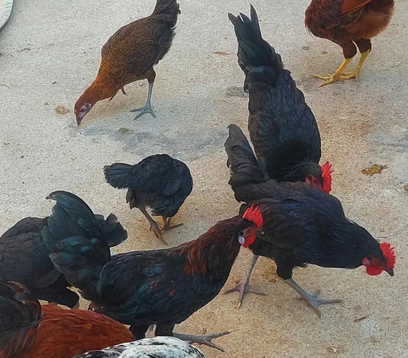 2 Desi Murghay, 1 Aseel Murga, 3 Australorp Pat Murghay — photo 11