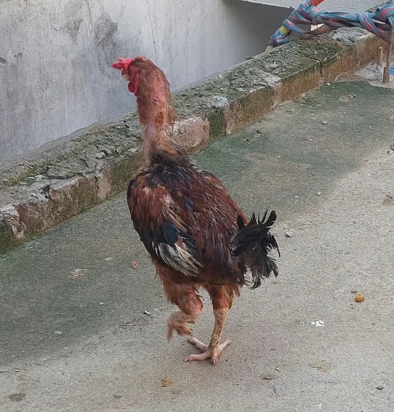 2 Desi Murghay, 1 Aseel Murga, 3 Australorp Pat Murghay — photo 12