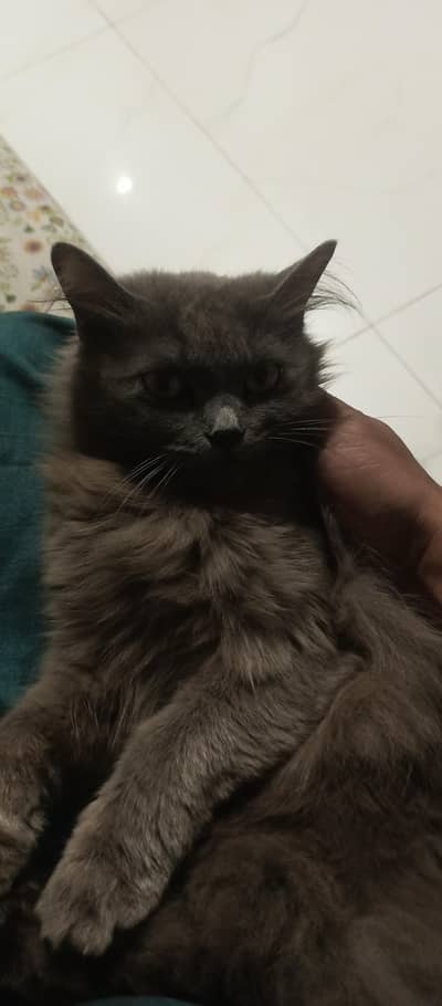 Persian cat