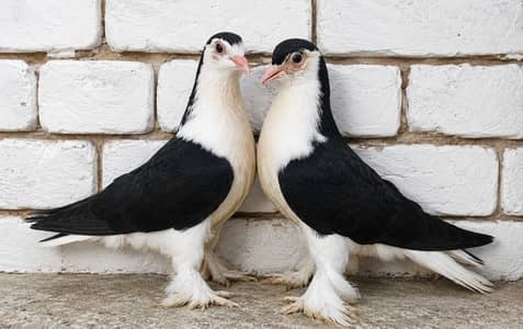 Lahori Sherazi Kabootar Fancy Pigeon 03431683430