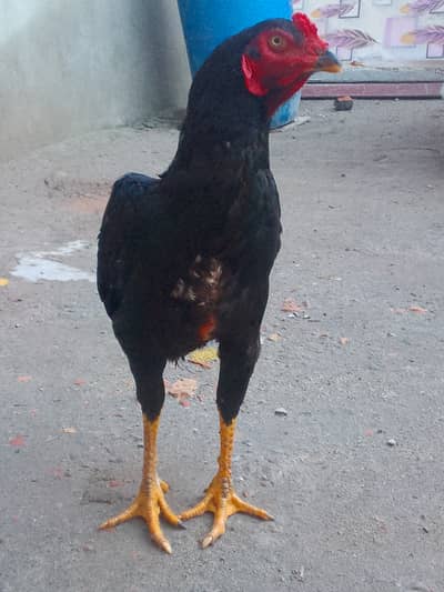 extra long hight patta for sale