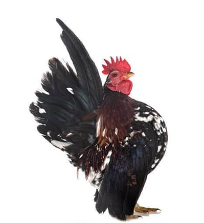 Serama Chicken Needed on Urgent Bases