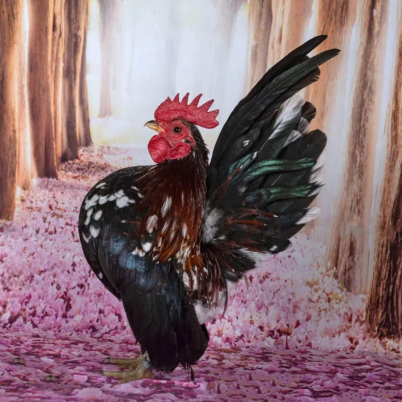 Serama Chicken Needed on Urgent Bases — photo 2