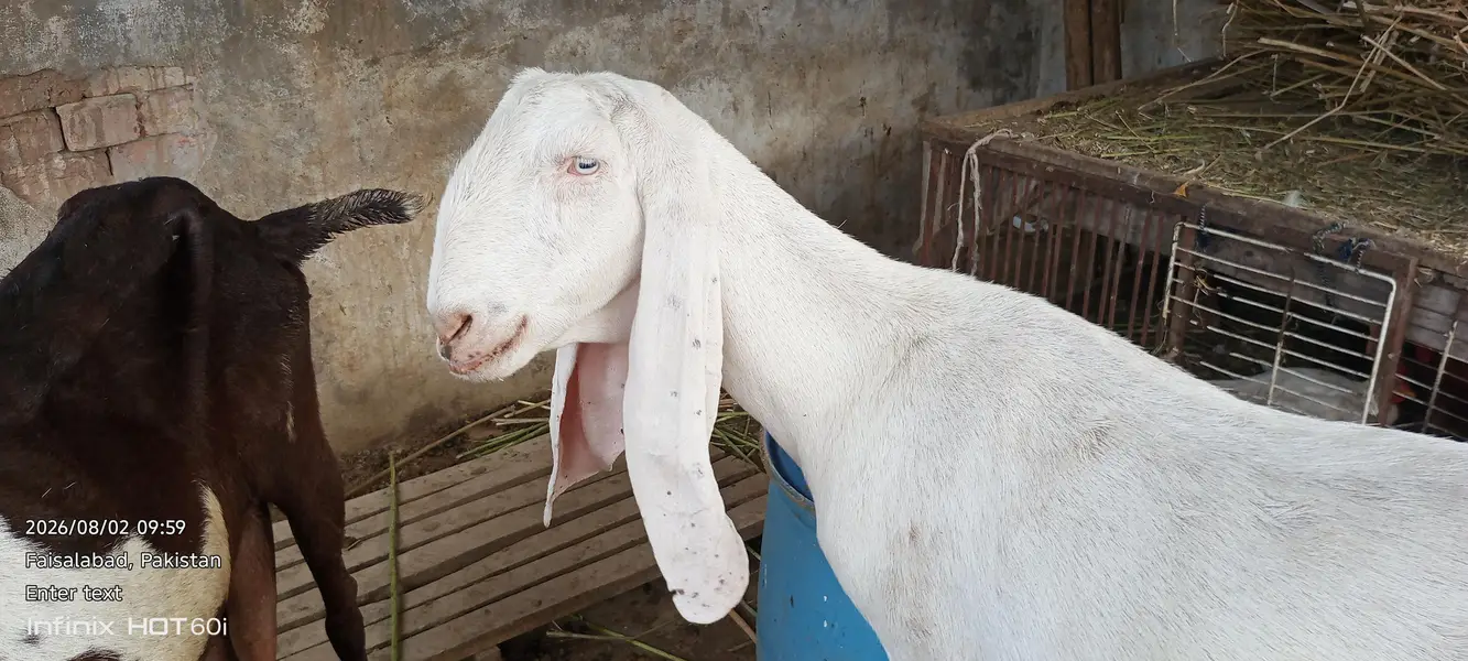Pure White Rajanpuri Female Bakri | Rajanpuri female | white bakri