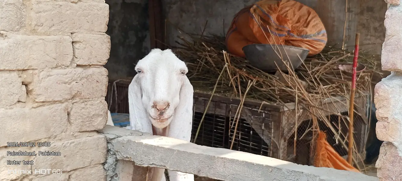 Pure White Rajanpuri Female Bakri | Rajanpuri female | white bakri — photo 2