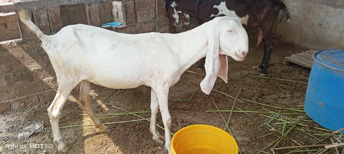 Pure White Rajanpuri Female Bakri | Rajanpuri female | white bakri — photo 3