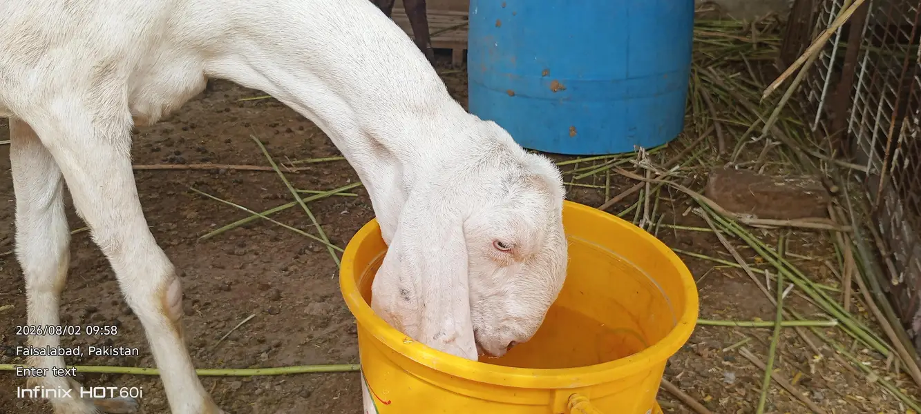 Pure White Rajanpuri Female Bakri | Rajanpuri female | white bakri — photo 4