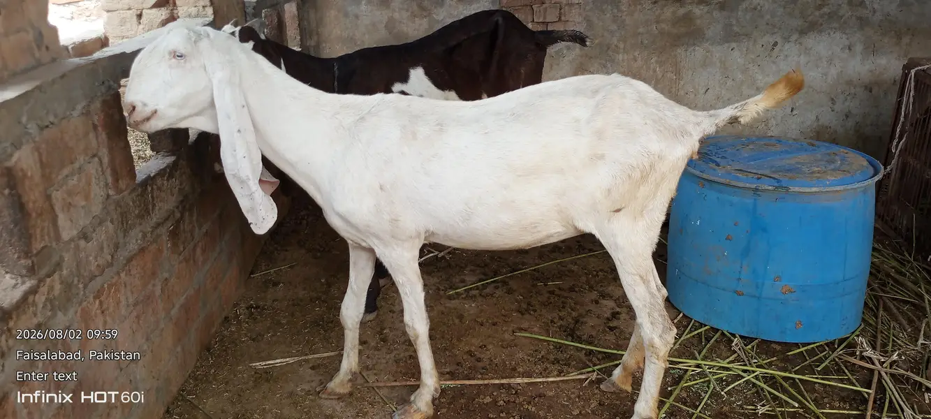 Pure White Rajanpuri Female Bakri | Rajanpuri female | white bakri — photo 5