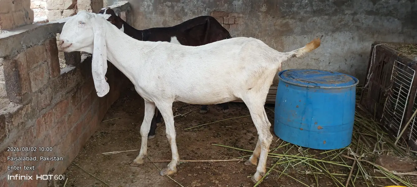 Pure White Rajanpuri Female Bakri | Rajanpuri female | white bakri — photo 6