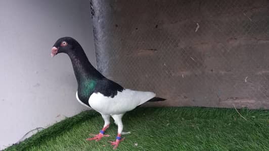 Danish Black Magpie Male