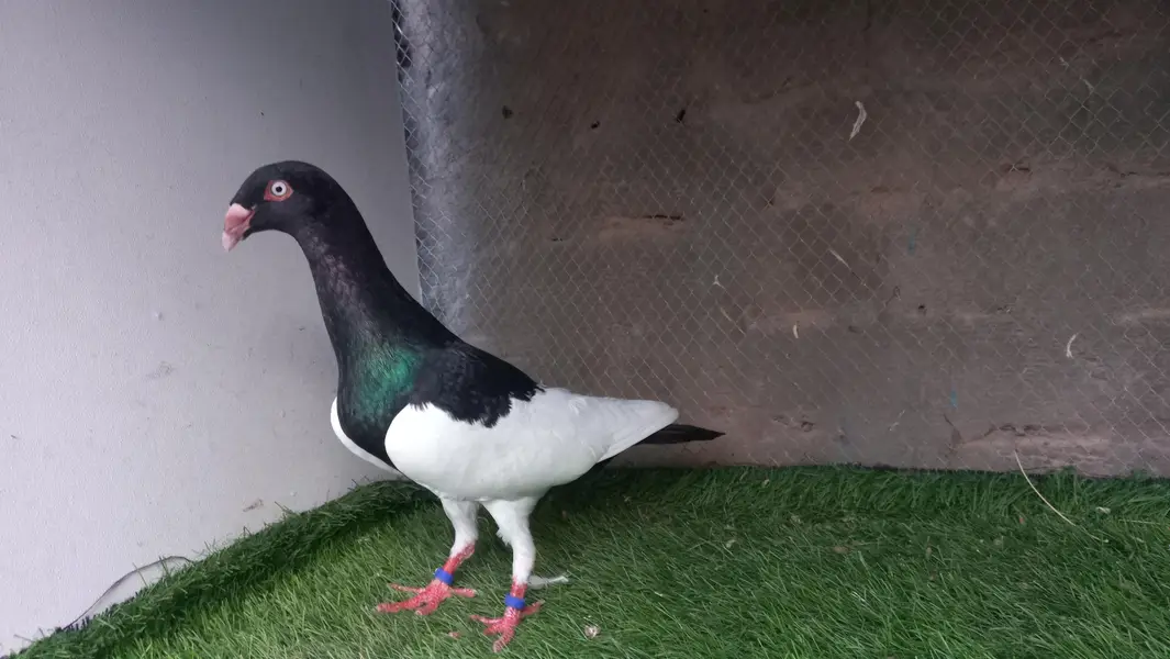 Danish Black Magpie Male
