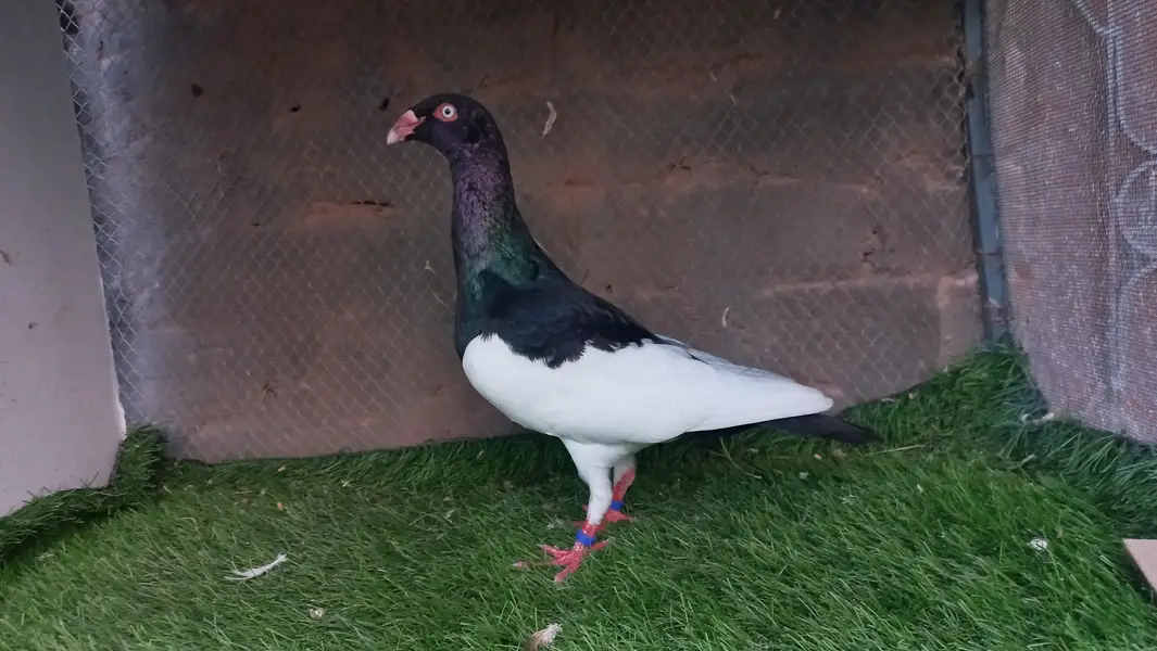 Danish Black Magpie Male — photo 5