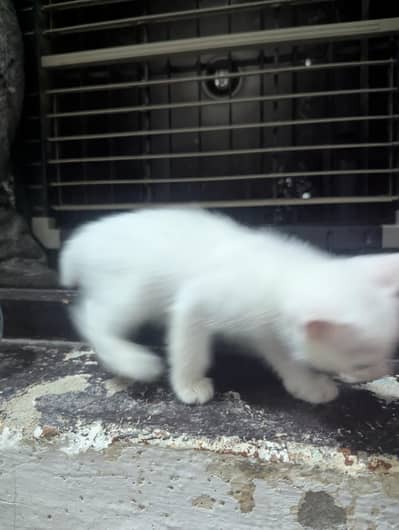 Persian Cross Kitten for Sale 