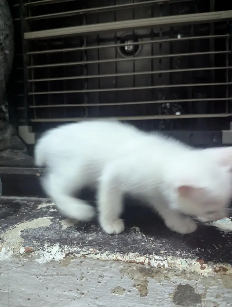 Persian Cross Kitten for Sale 