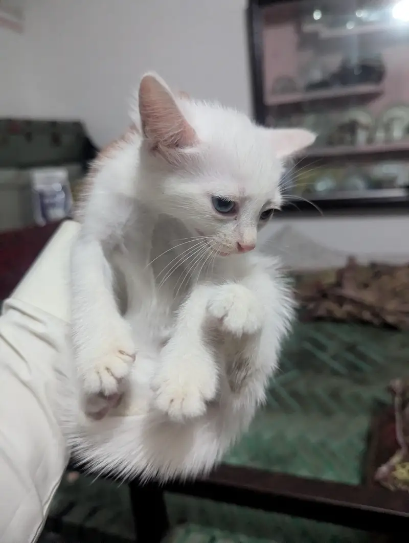 Persian Cross Kitten for Sale  — photo 2