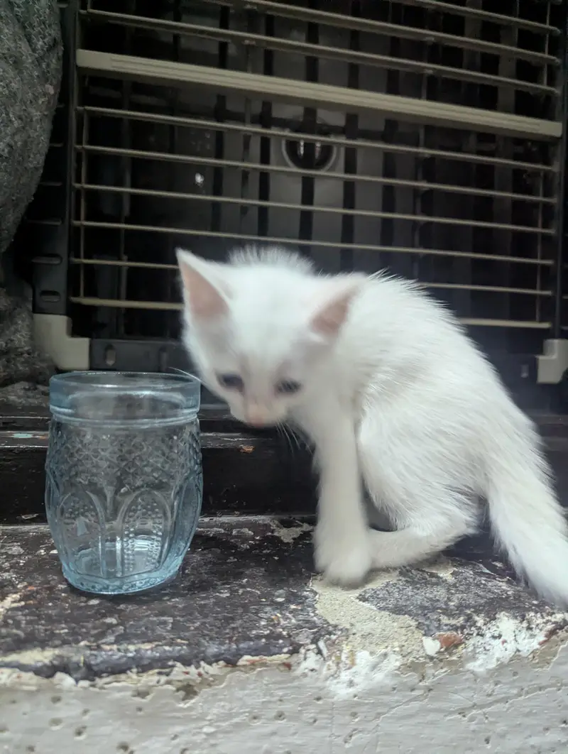 Persian Cross Kitten for Sale  — photo 3