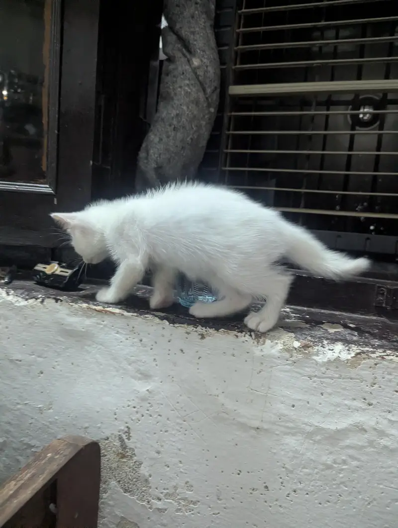 Persian Cross Kitten for Sale  — photo 4