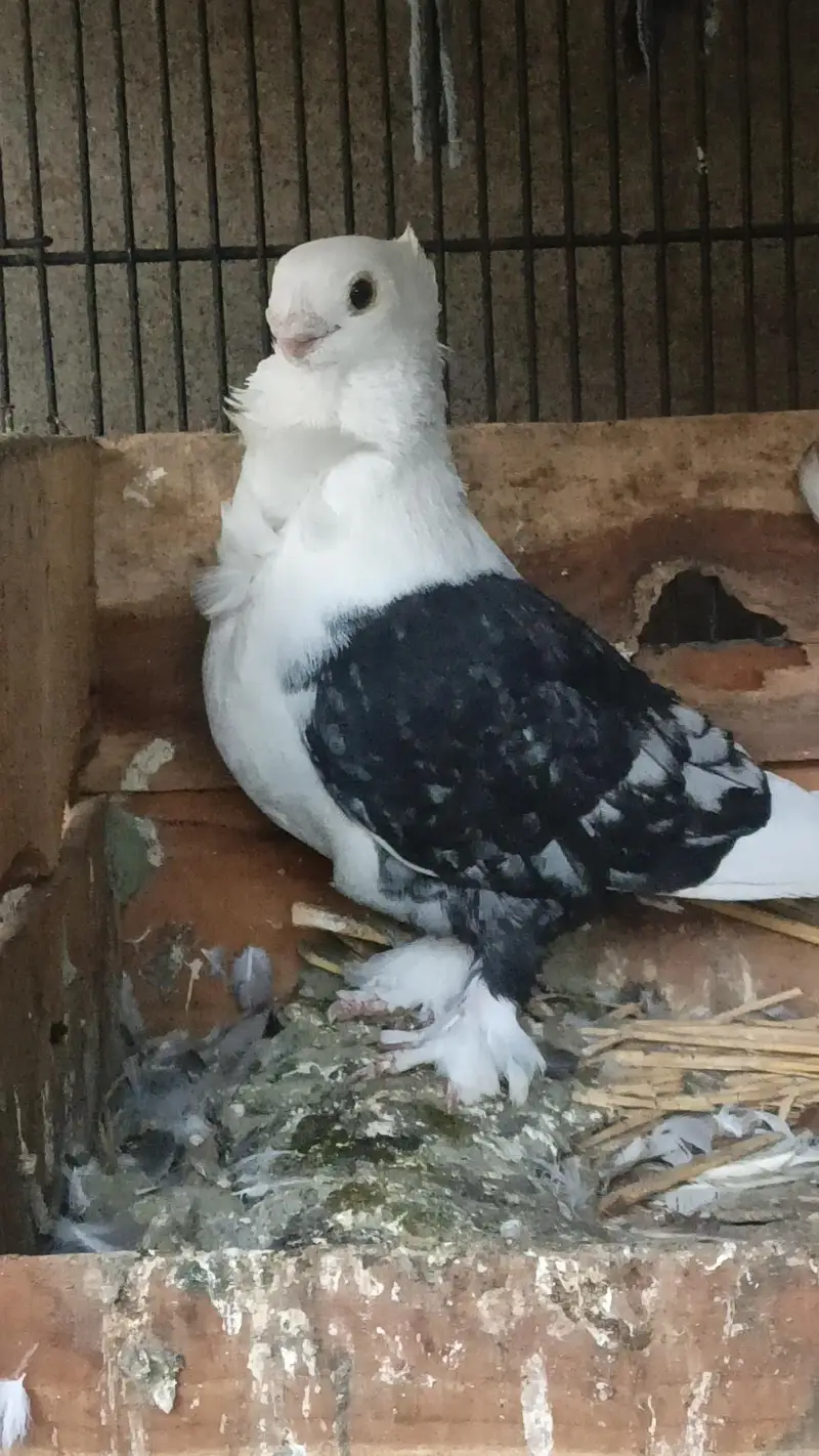 sentient pegion breader pair