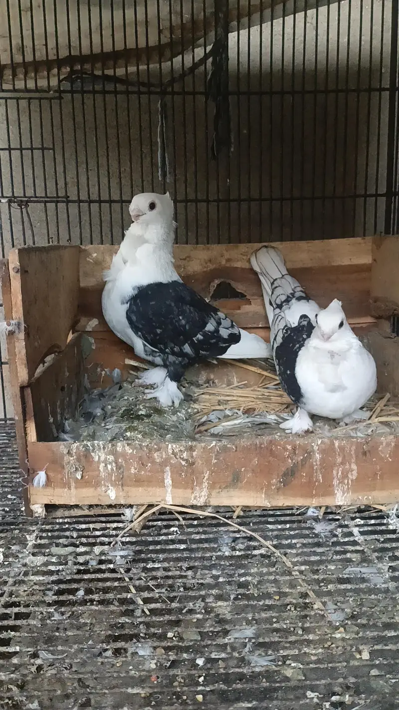 sentient pegion breader pair — photo 3