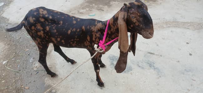 Kamori breed path