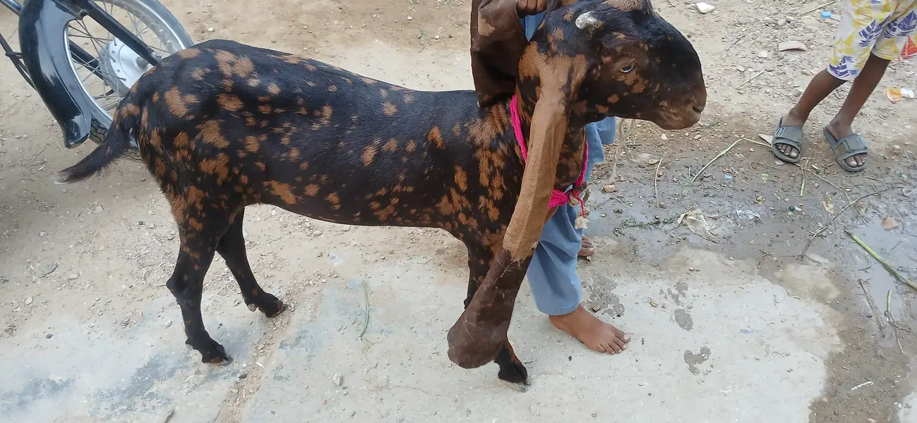 Kamori breed path — photo 2