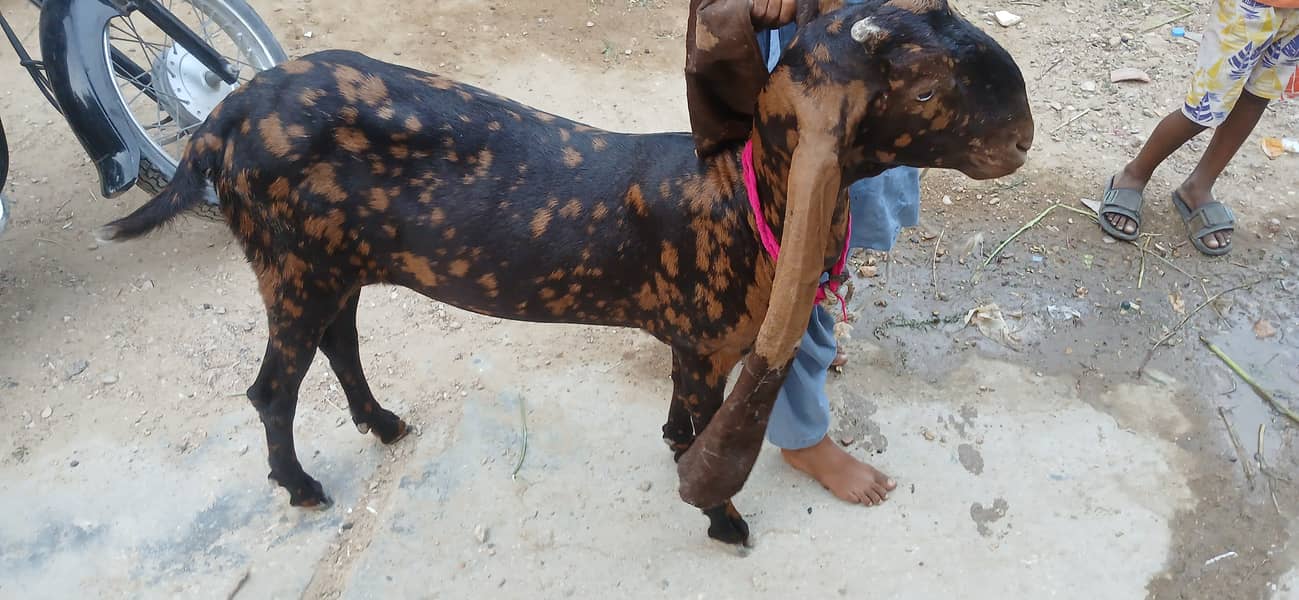 Bakra 0