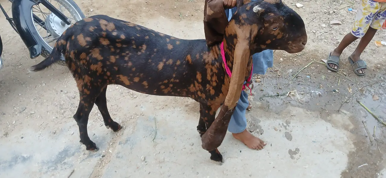 Kamori breed path — photo 3