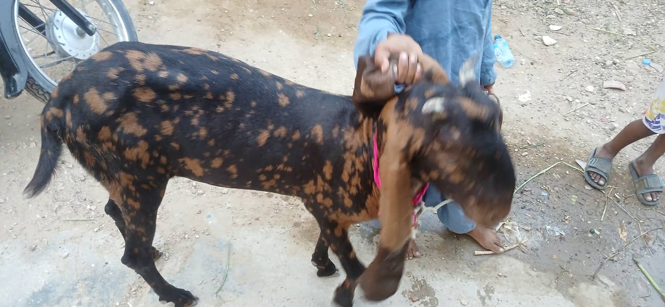 Bakra 1