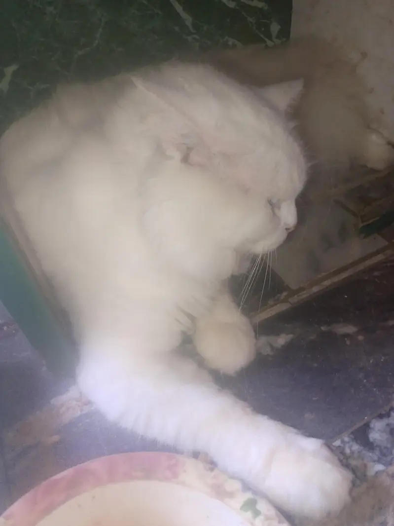urgent for sell — photo 2