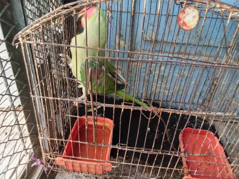 Raw parrot 1