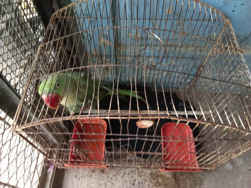 Raw parrot 2