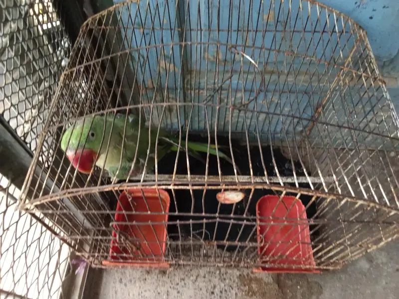 Raw parrot — photo 3