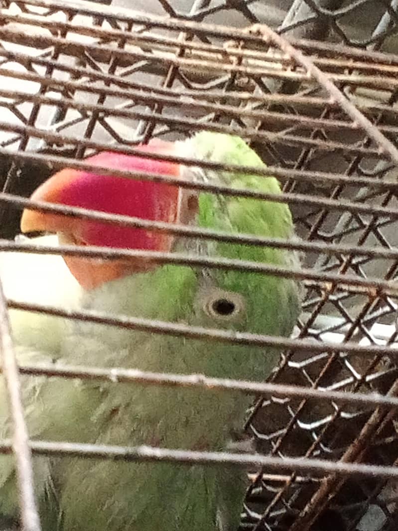 Raw parrot 3