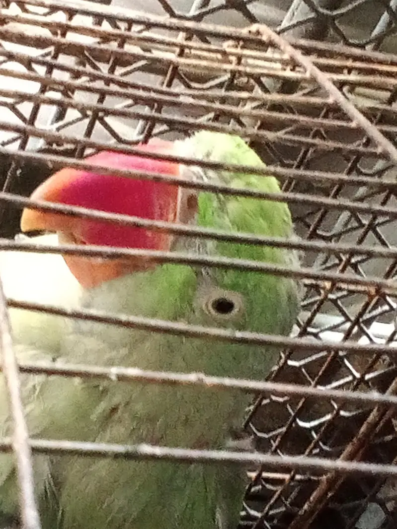 Raw parrot — photo 4