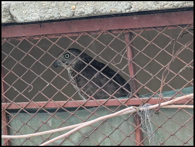 chikra — photo 2