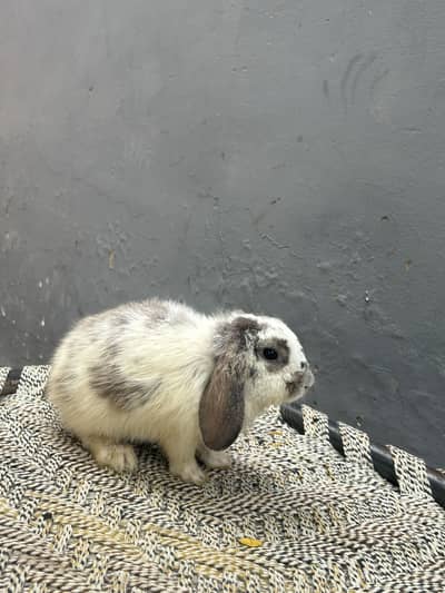 Fuzy loop for sale pure quality exchange loop female 03368792398