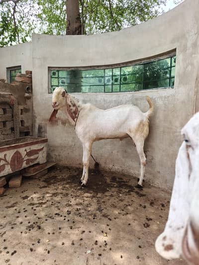 Rajanpuri Breeder