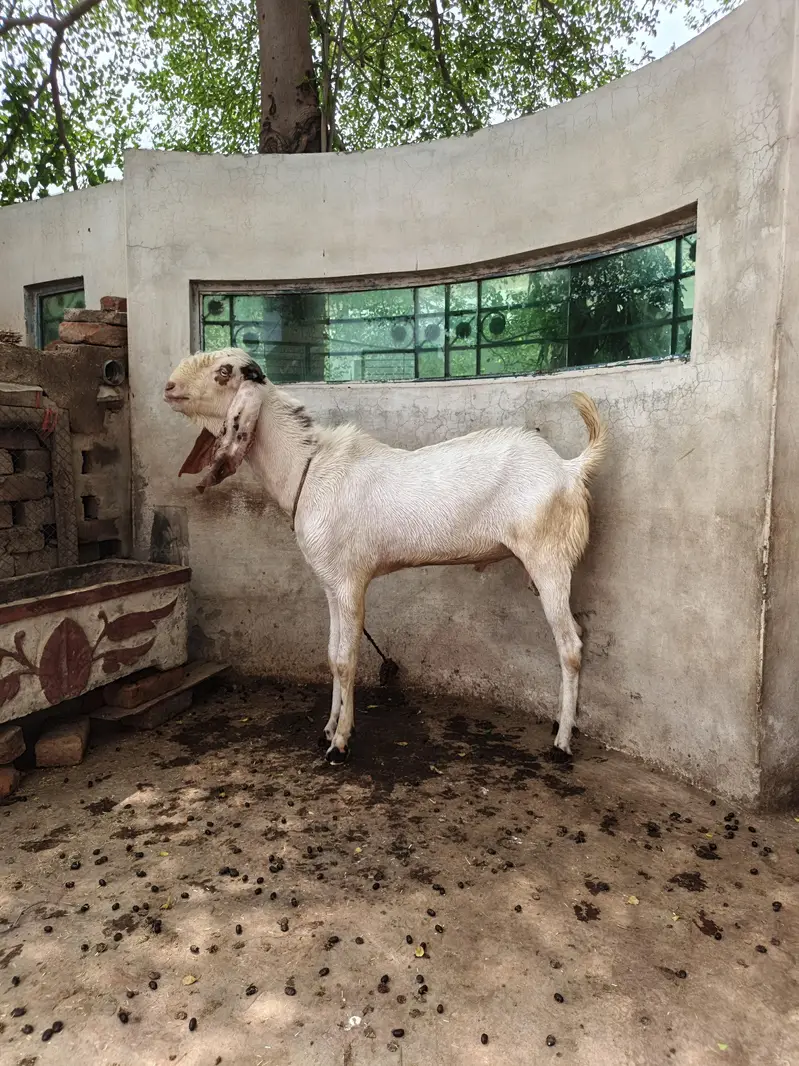 Rajanpuri Breeder — photo 2