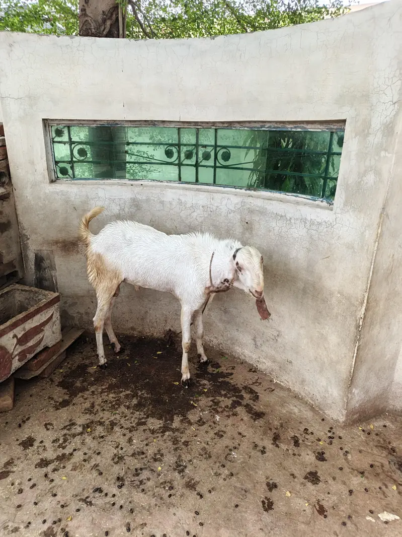 Rajanpuri Breeder — photo 3