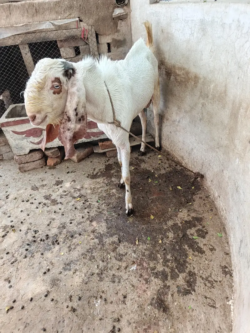 Rajanpuri Breeder — photo 4