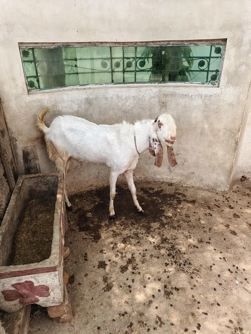 Rajanpuri Breeder — photo 5
