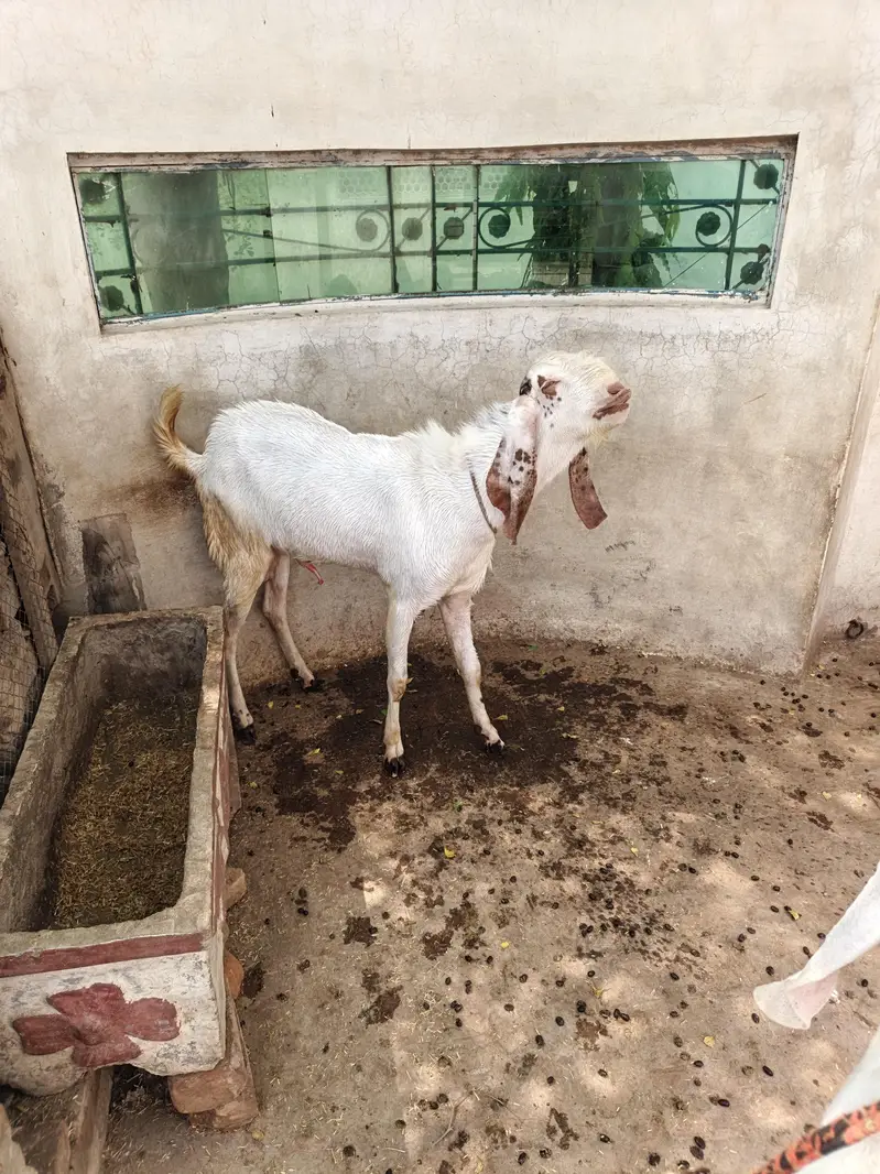 Rajanpuri Breeder — photo 6