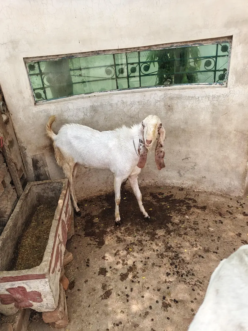 Rajanpuri Breeder — photo 7