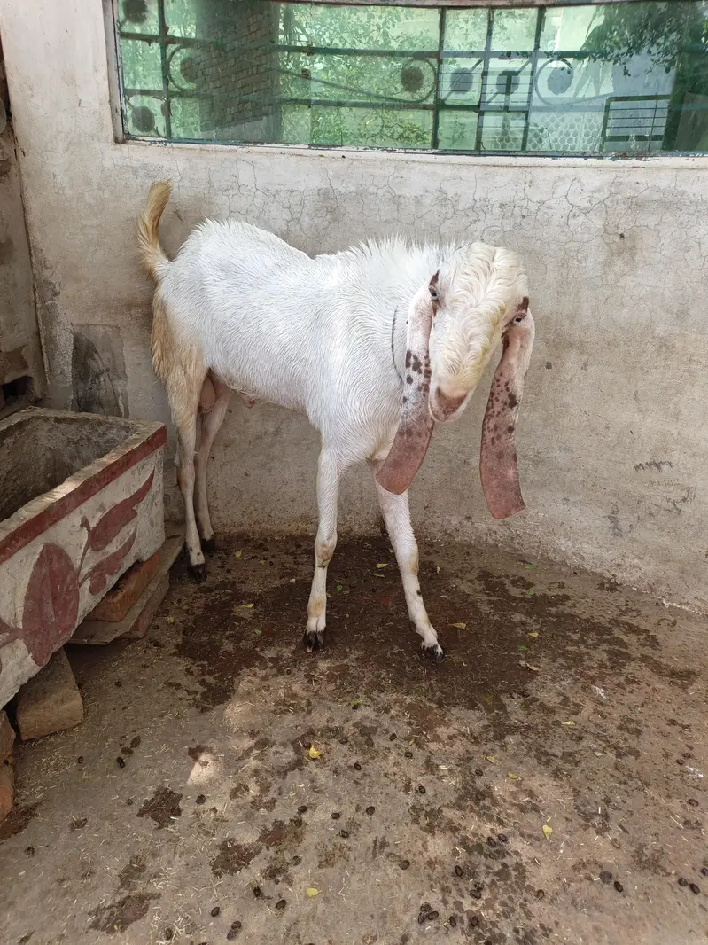 Rajanpuri Breeder — photo 8
